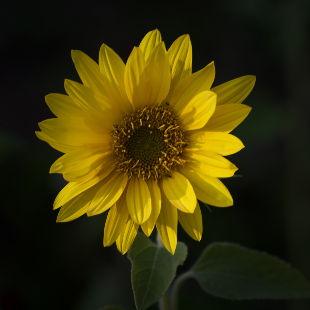 Mittwochsblume  Einen kleinen Sonnengruß aus dem Garten 