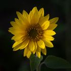 Mittwochsblume  Einen kleinen Sonnengruß aus dem Garten 