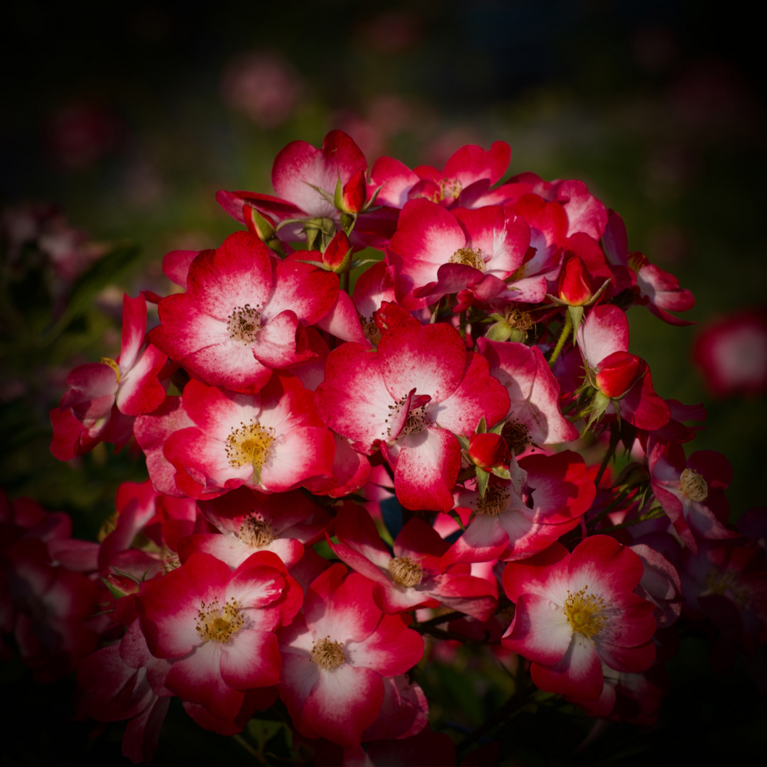 Mittwochsblume „Hochzeitsrose vom Kloster Haydau“