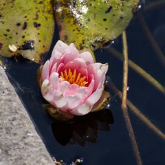 Mittwochsblume  im Klosterpark haydau