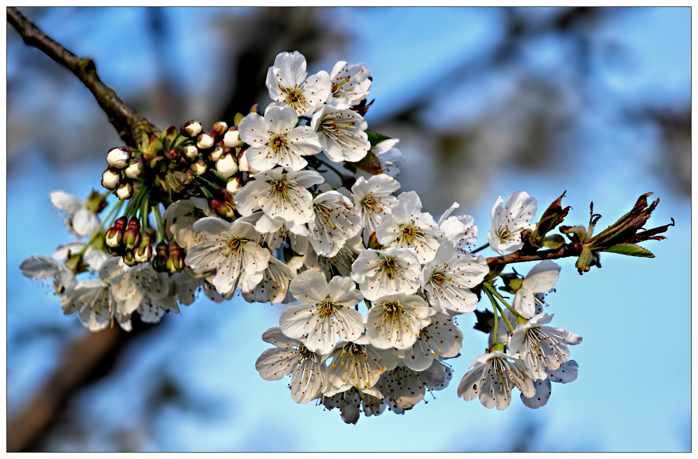 Mittwochsblume Kirsche