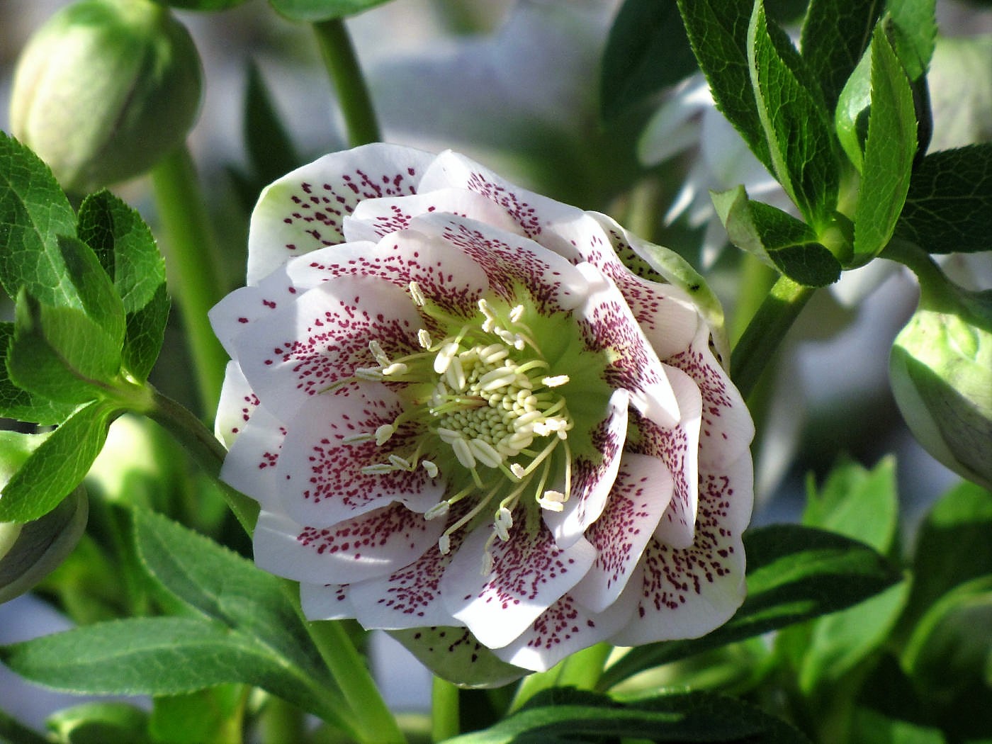 Mittwochsblume Lenzrose... Foto & Bild natur, blumen, pflanzen