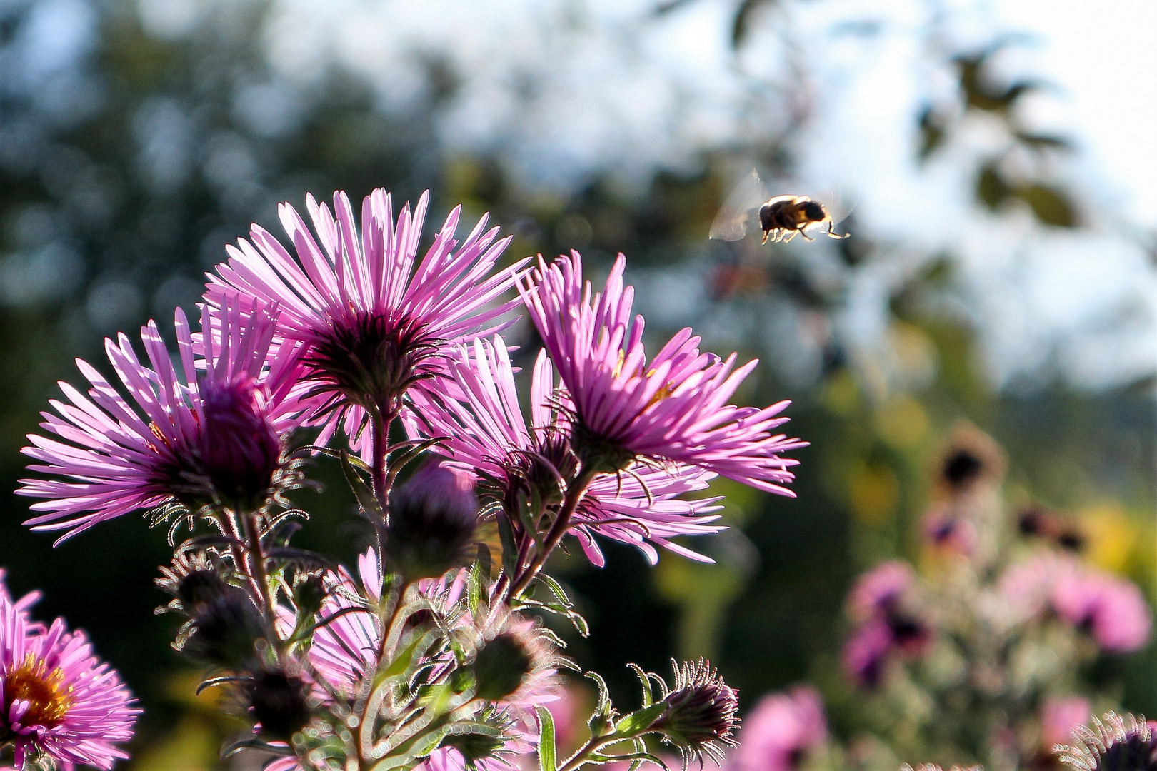 Mittwochsblume mit Besucher