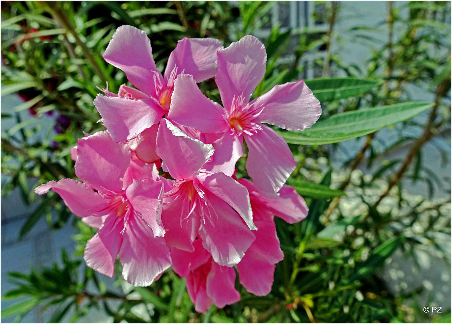 Mittwochsblume: Rosa Oleander ...