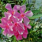 Mittwochsblume: Rosa Oleander ...