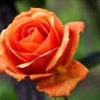 Mittwochsblume Rose