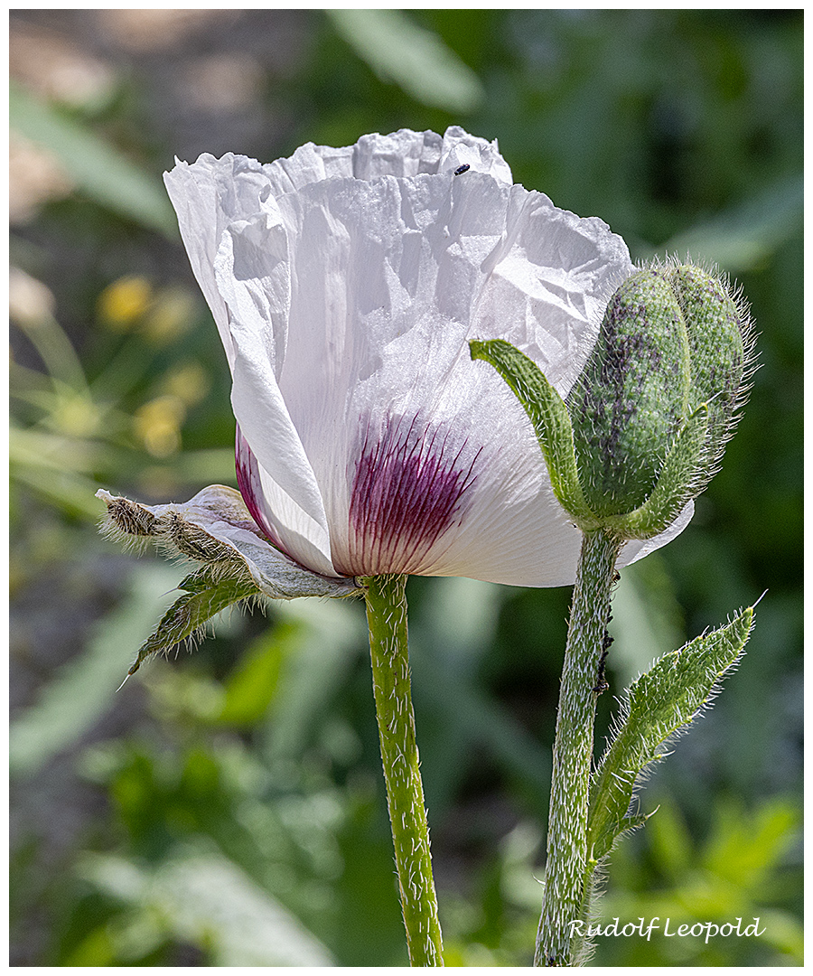 Mittwochsblume - weißer Mohn