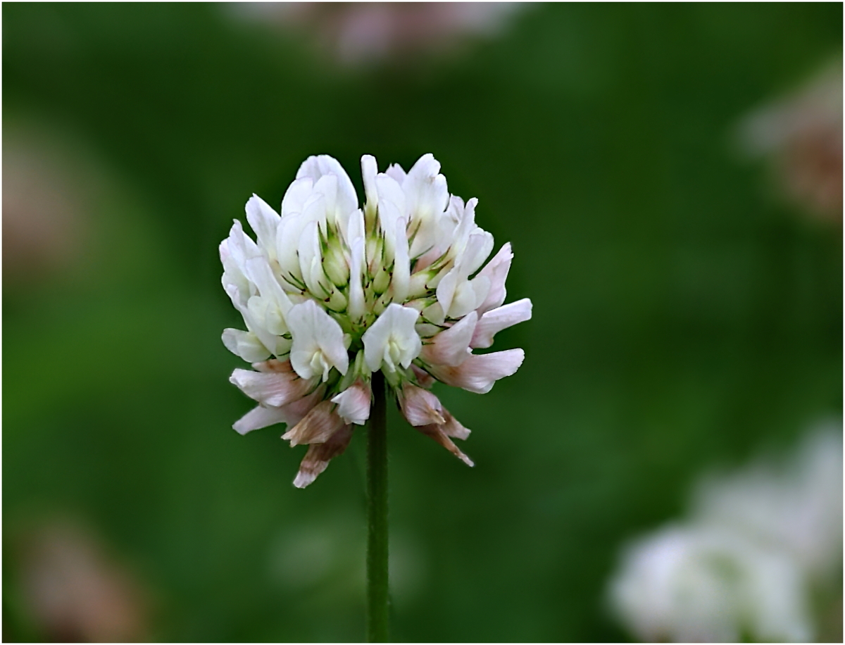 Mittwochsblume Weißklee