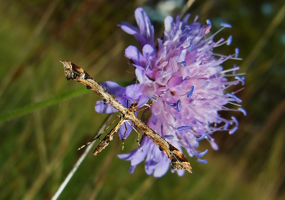 Mittwochsblume: Wiesen-Witwenblume