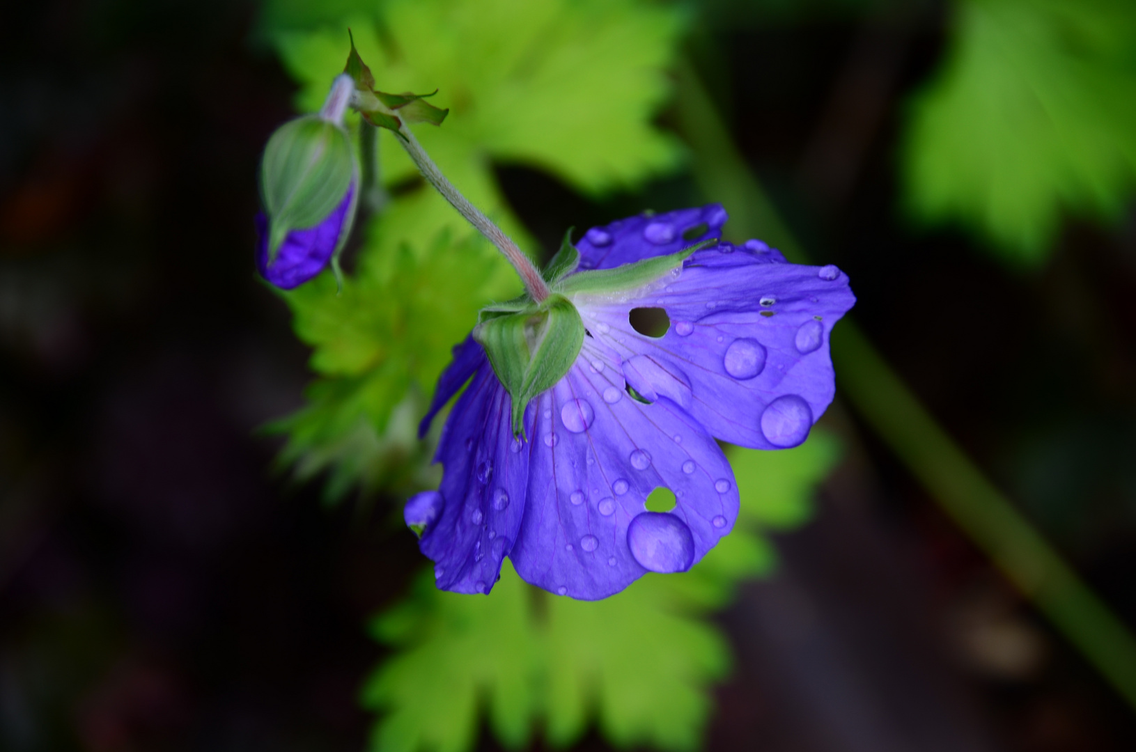 Mittwochsblumen Gruß aus Bad Kreuznach