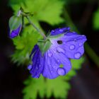 Mittwochsblumen Gruß aus Bad Kreuznach