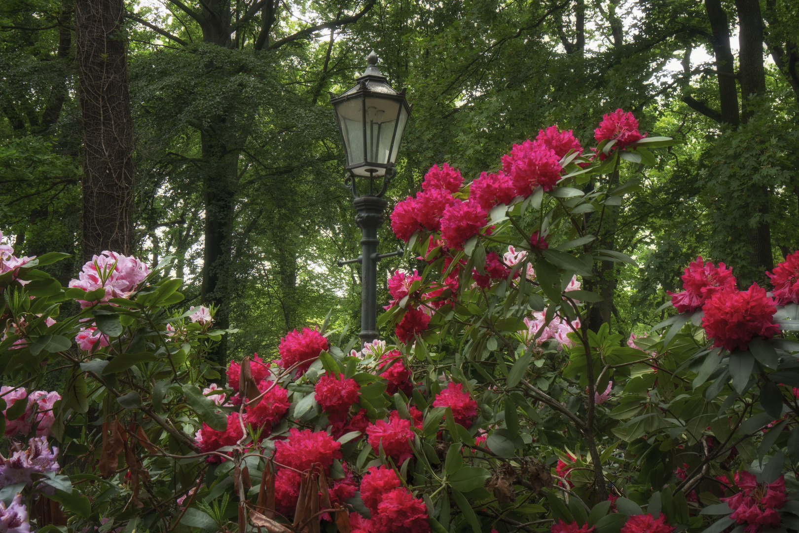 Mittwochsblumen im Park