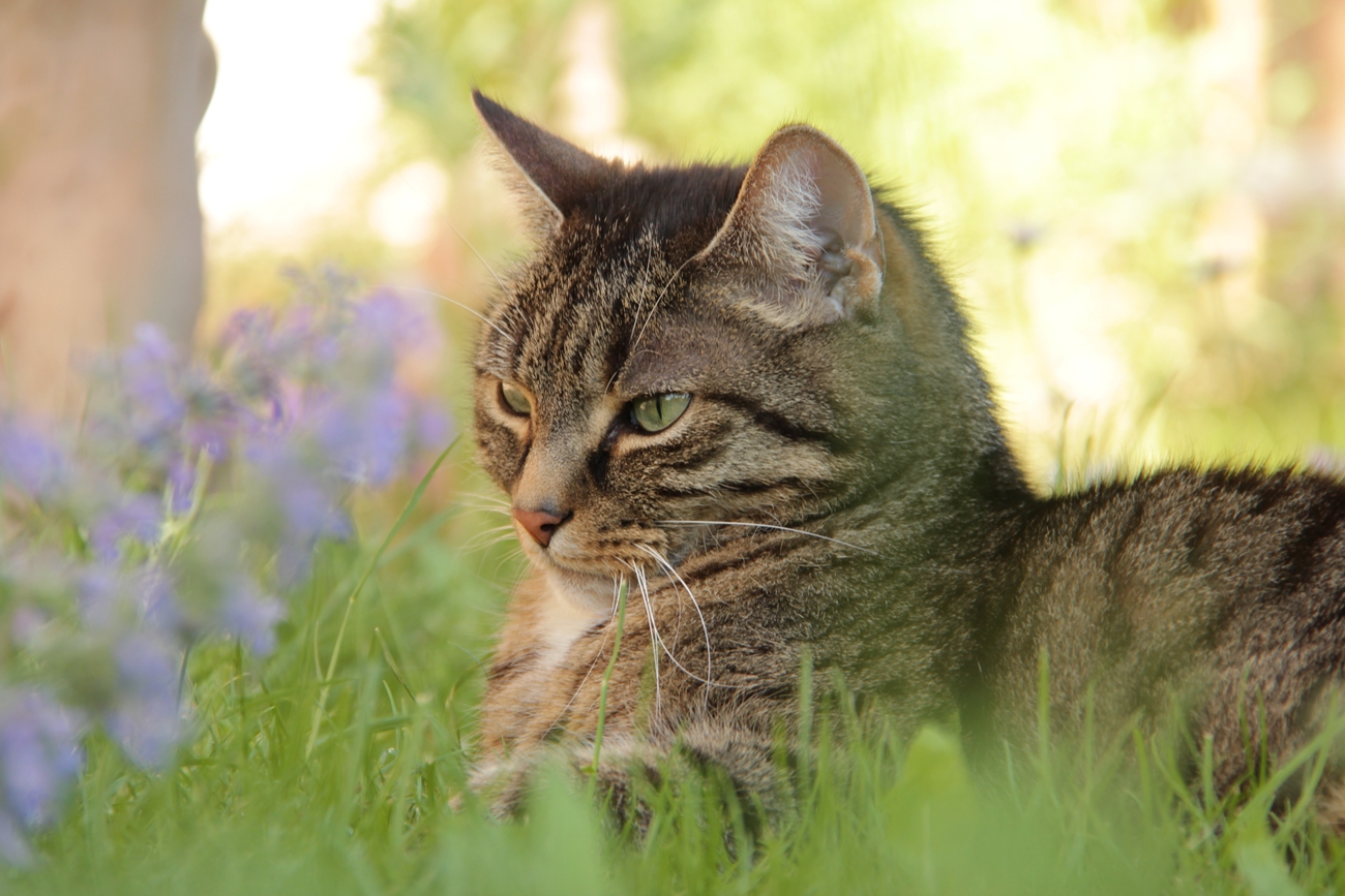 Mittwochsblumen ~ Kater