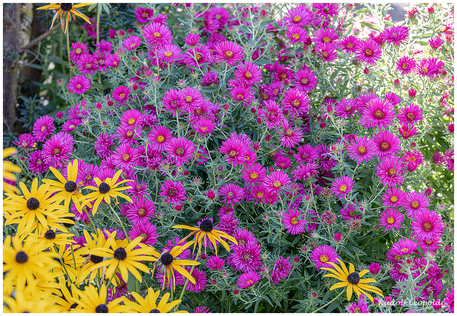 Mittwochsblumen zum Thementag