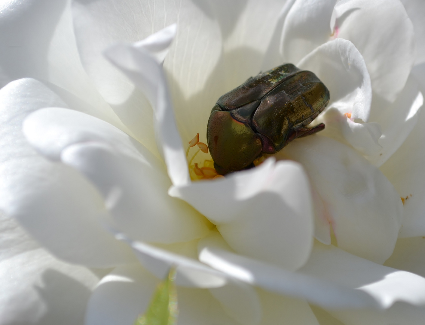 Mittwochsblumenkäfer