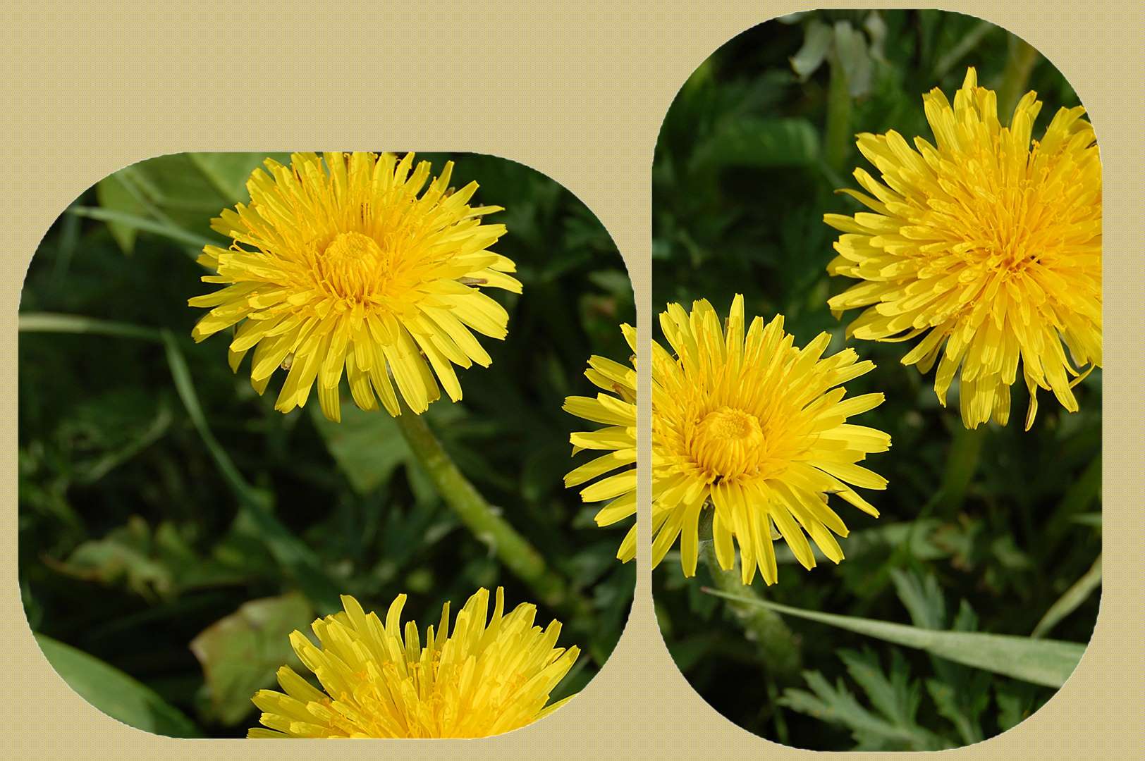 Mittwochsbutterblümchen mit Donnerstagsrahmen