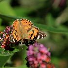 Mittwochsfalter mit Blümchen