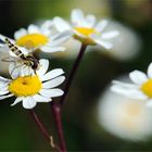 Mittwochsfliege mit Blümchen