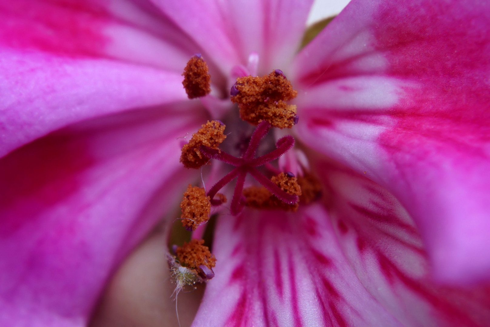 Mittwochs'Geranienblüten'blümchen