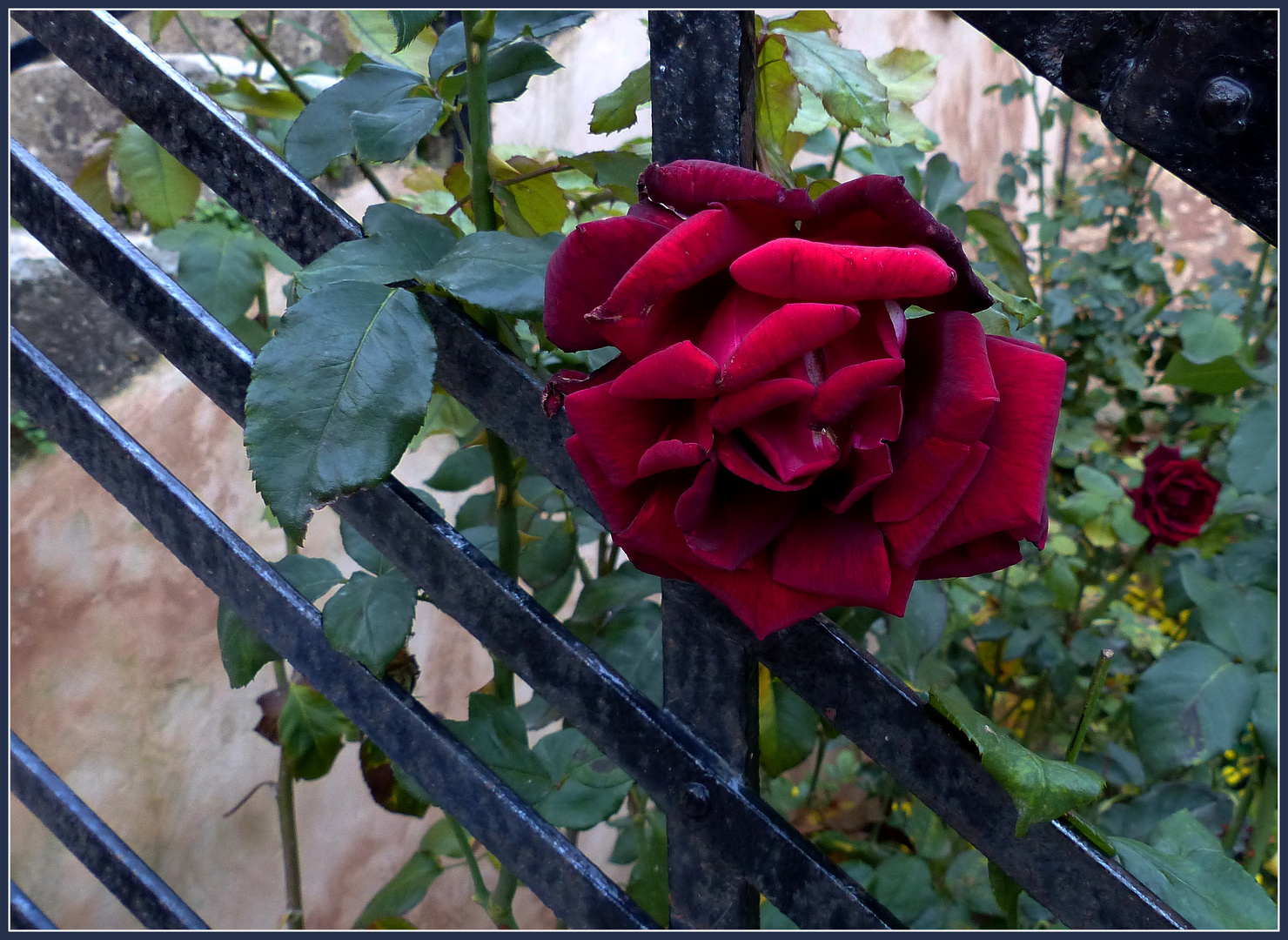 Mittwochsgrüße mit Blümchen - letzte Rose.....