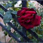 Mittwochsgrüße mit Blümchen - letzte Rose.....