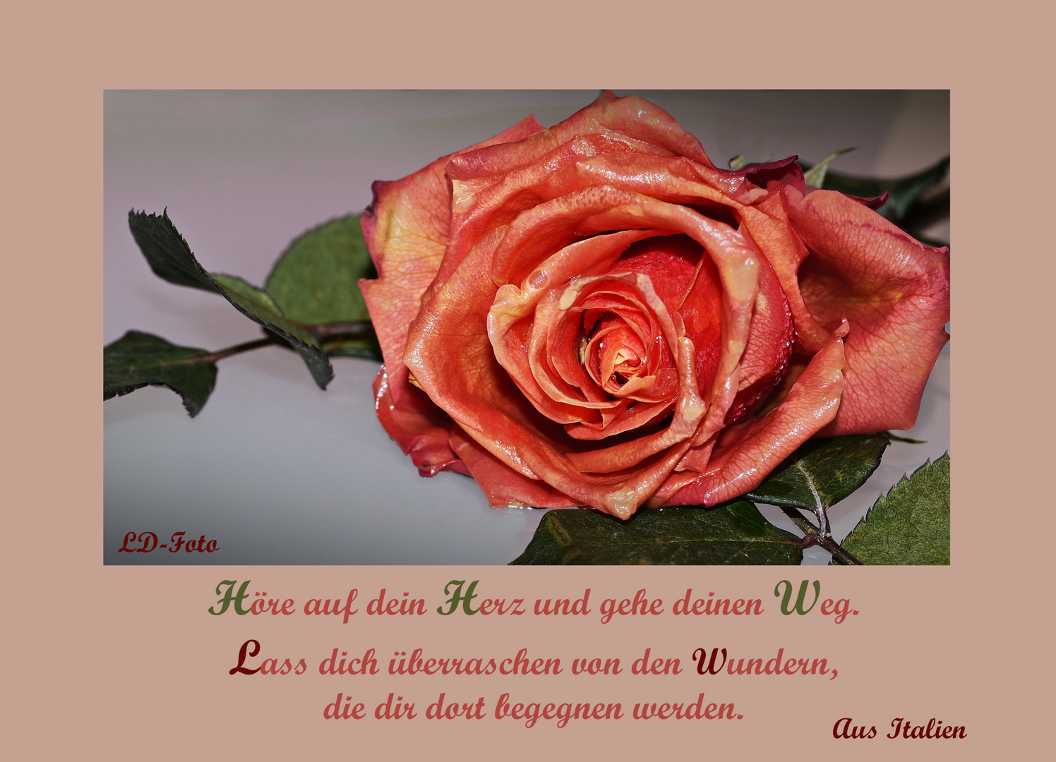 Mittwochsgruß einer Rose