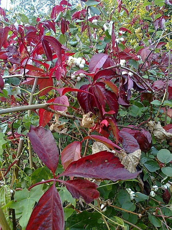 Mittwochsgruß im Herbstkleid