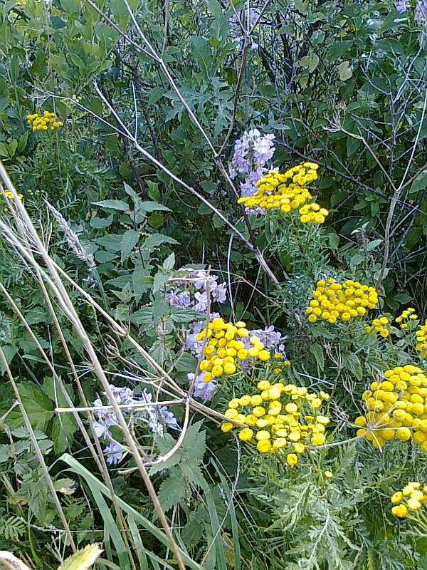 Mittwochsgruß - Ostseeblumen - leuchtender Rainfarn