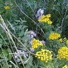 Mittwochsgruß - Ostseeblumen - leuchtender Rainfarn