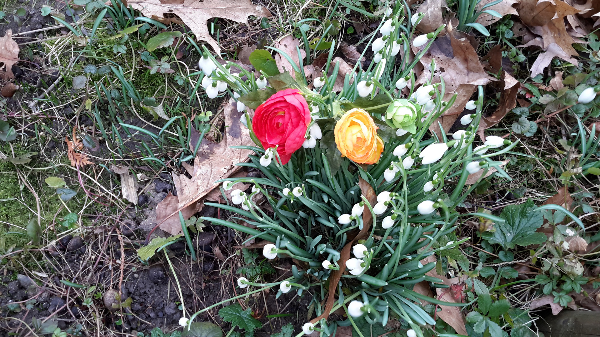 Mittwochsgruß - Winterfrühling