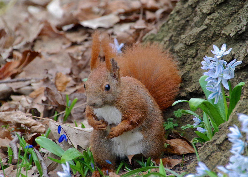 Mittwochshörnchen