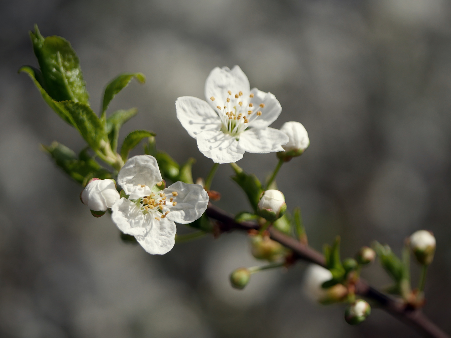 Mittwochskirschblüte