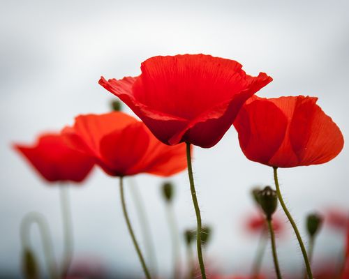 mittwochs.mohn.blümchen