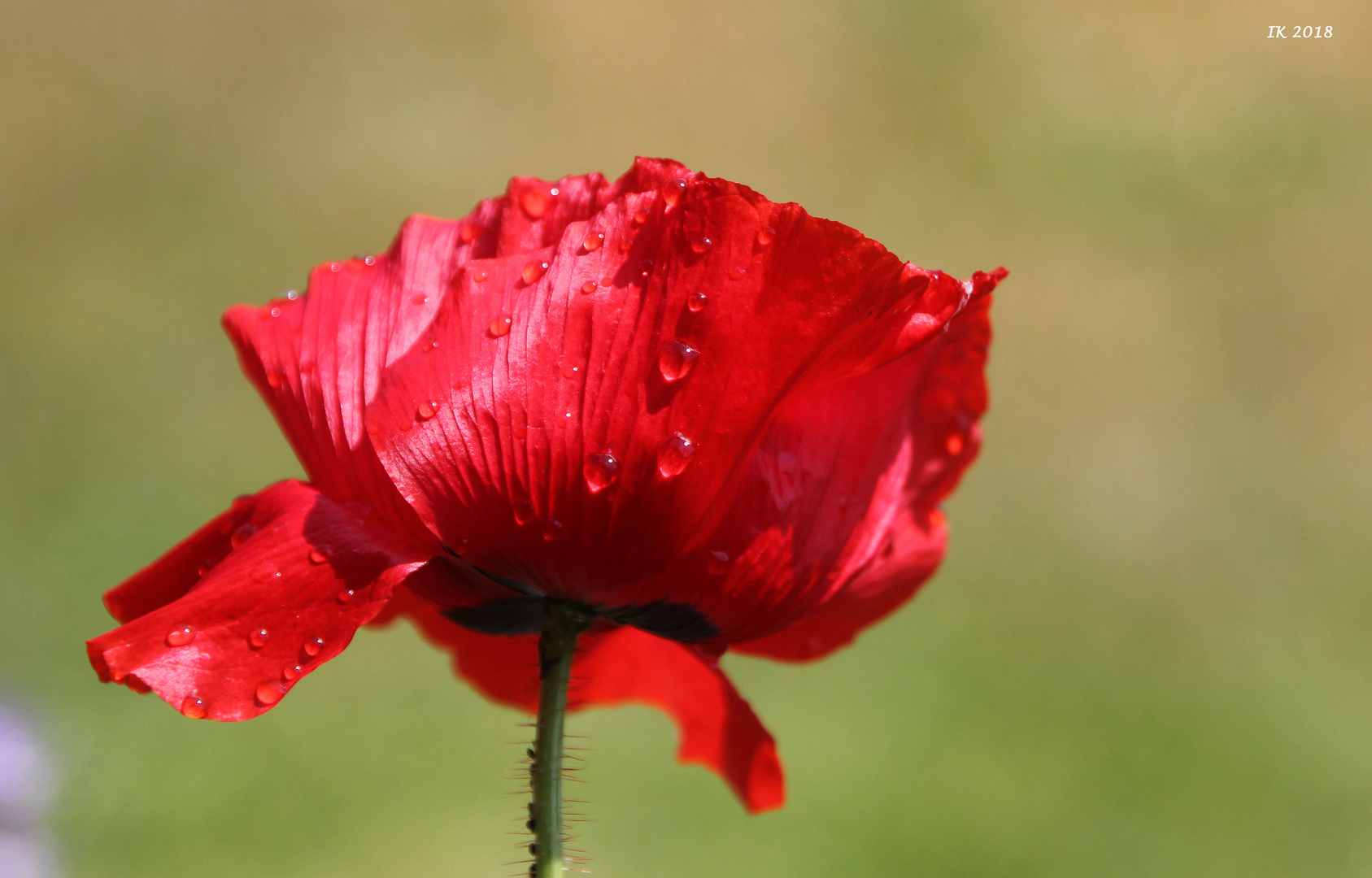 Mittwochs(mohn)blümchen