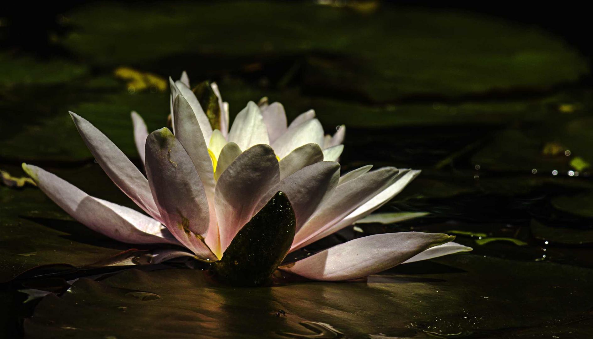 Mittwochsplümchen aus meinem Teich ....