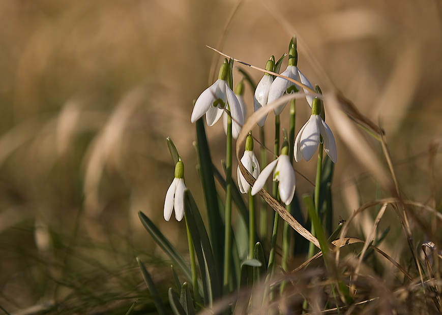 Mittwochsplümchen im Februar