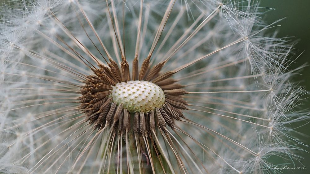 Mittwochspusteblümchen