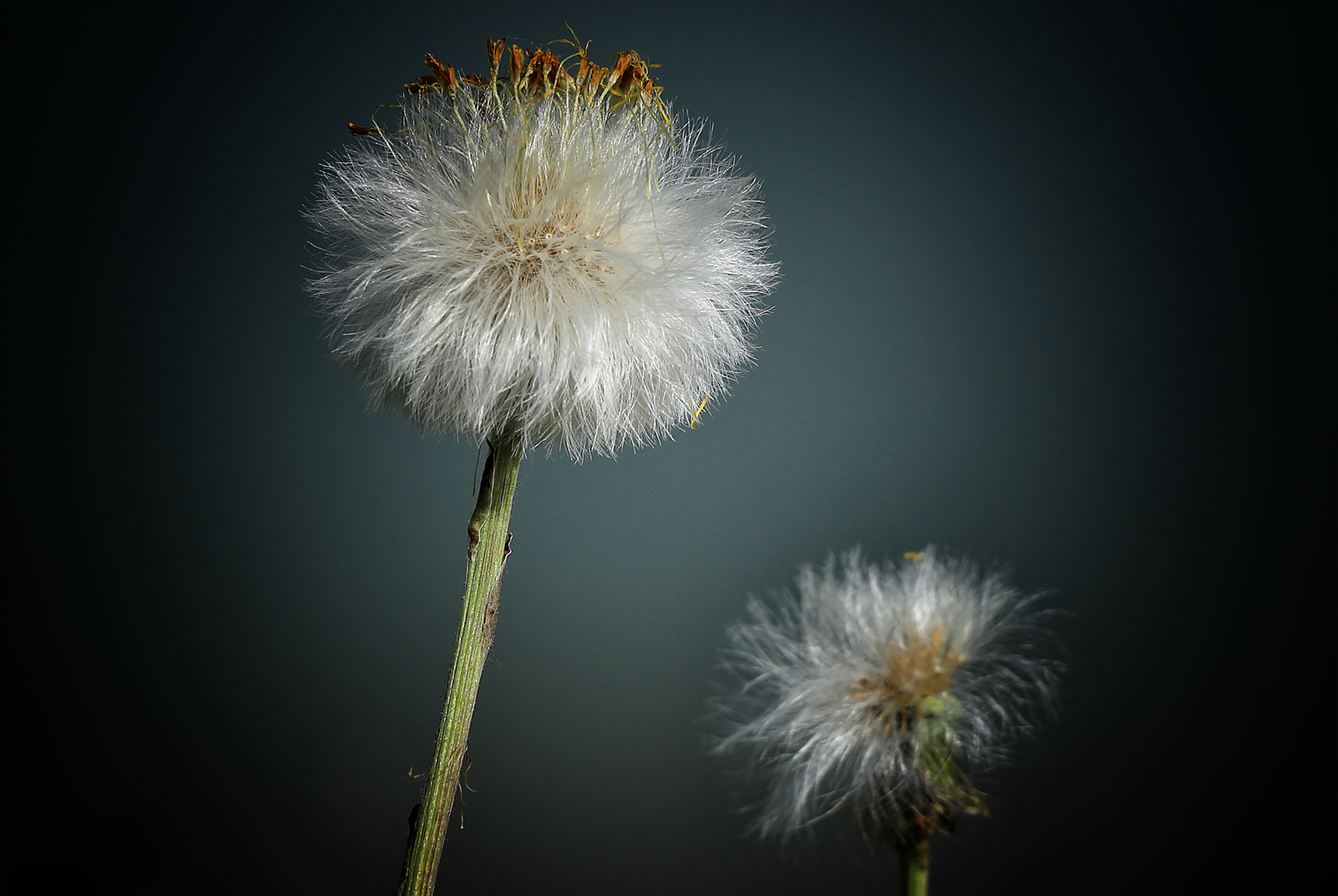 MittwochsPusteblume -  Huflattich Samenstand - Aufnahme