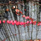 Mittwochsranke: Wilder Wein an der Garagenmauer