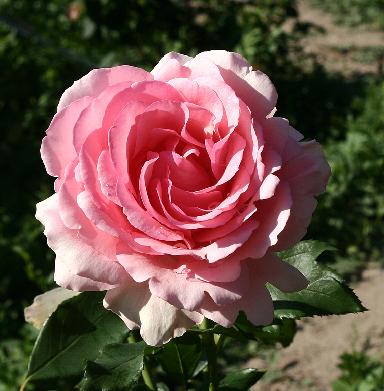 Mittwochsrose (2)