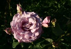 Mittwochsrose (3)