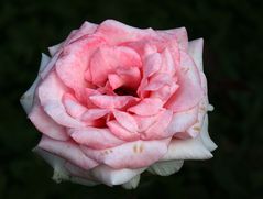 Mittwochsrose (4)