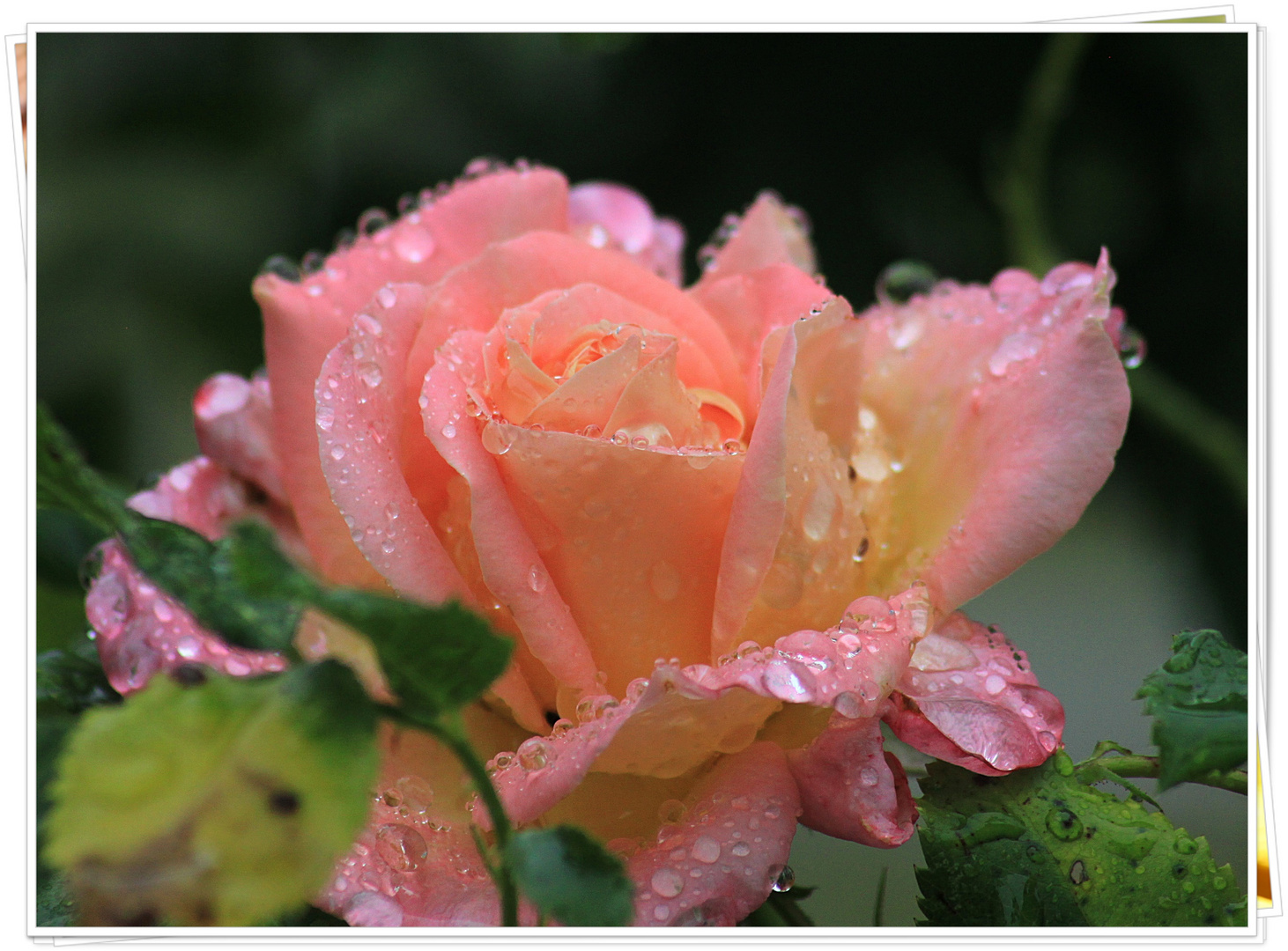 Mittwochsrose im Regen