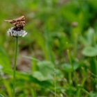 mittwochssommerblümchen