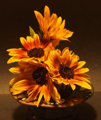 Mittwochssonnenblumengruß