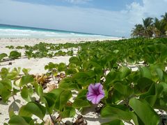 Mittwochs(strand)blümchen