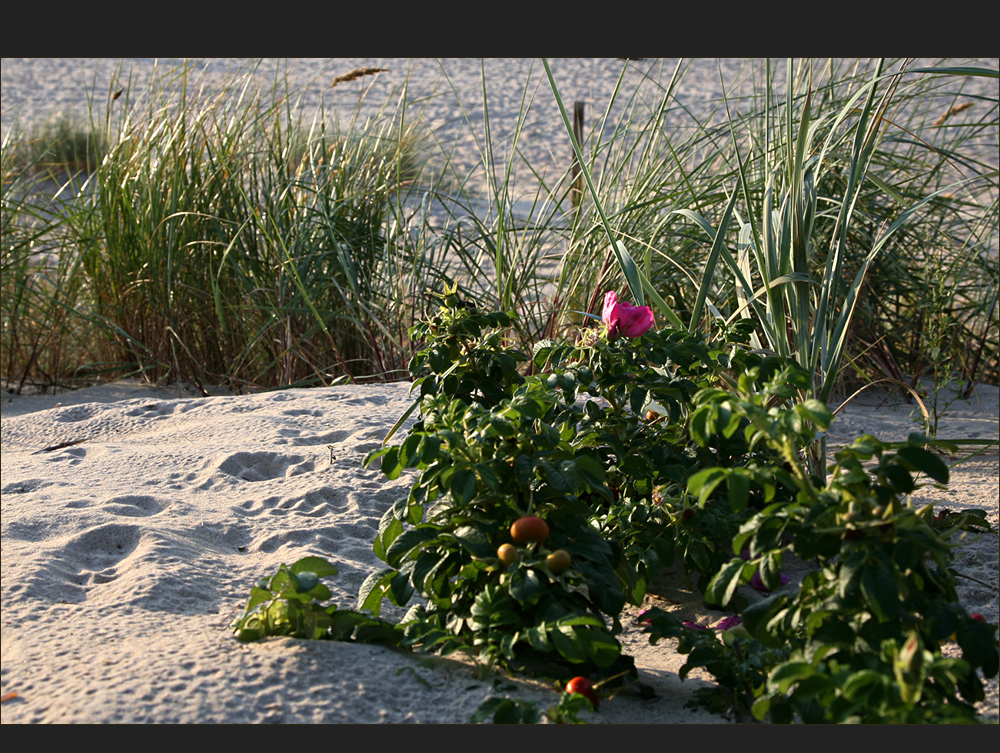 Mittwochsstrandröschen