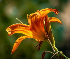 mittwochsverblühende