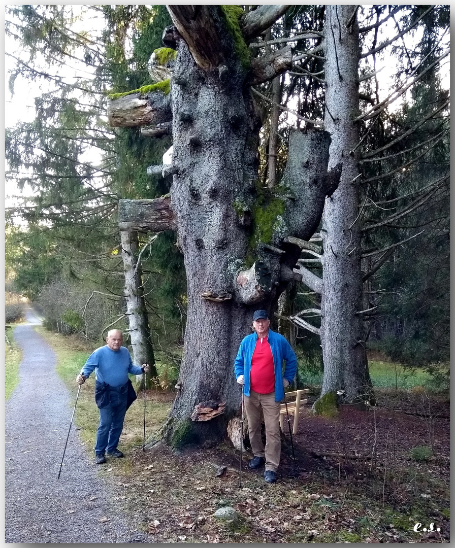 Mittwochswanderung bei Hinterzarten.