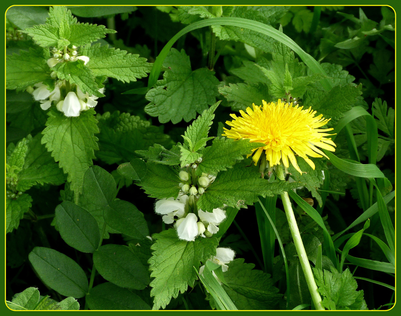 Mittwochswiesenblümchen